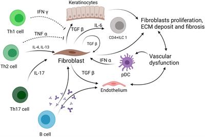 Innate Lymphoid Cells in Autoimmune Diseases